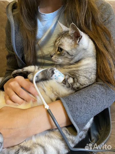 Измерение давления кошкам/собакам на дому/тонометр