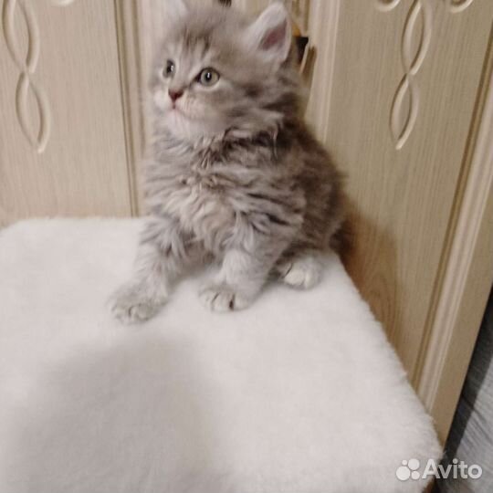 Шотландская