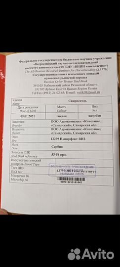 Жеребец орловский рысак