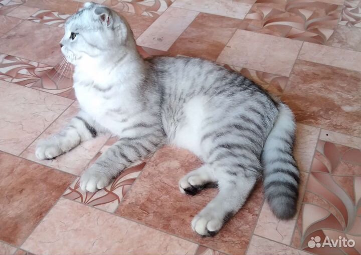 Шотландская кошечка