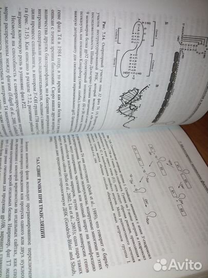 Бактериофаги: биология и практическое применение