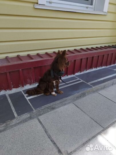 Шоколад чихуахуа мальчик для вязки