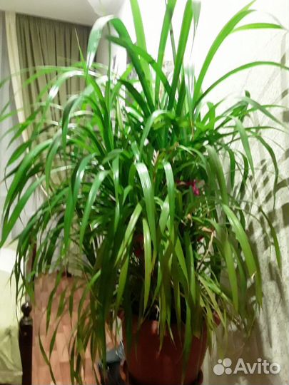 Пальма панданус