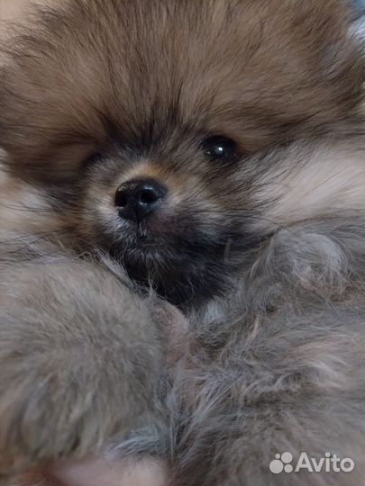 Померанский шпиц мини