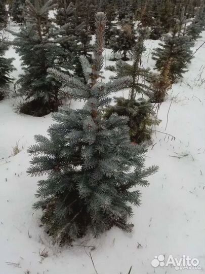 Ель голубая Глаука Мисти Блю деревья