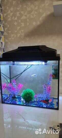 Аквариум с рыбками