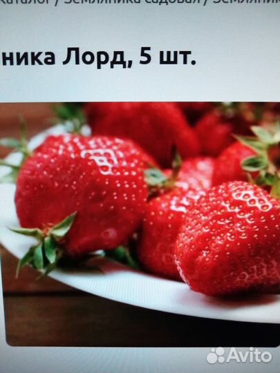 Рассада клубники