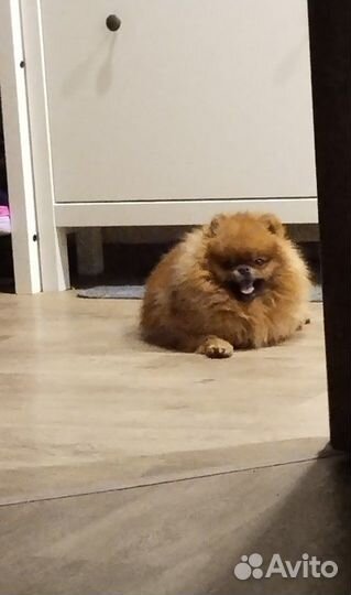 Померанский мини шпиц вязка