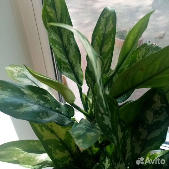 Комнатные цветы