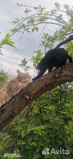 Чёрный котенок