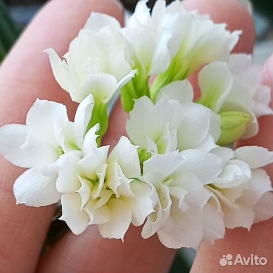 Каланхое цветущий