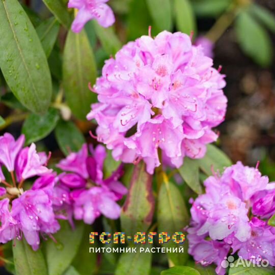 Рододендрон