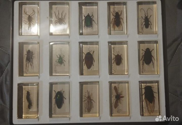 Насекомые и их знакомые. Жуки в стекле