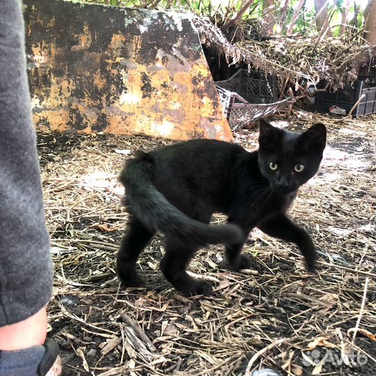 Ласковая принцесса в самые добрые руки