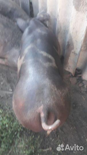 Поросята пьетрен