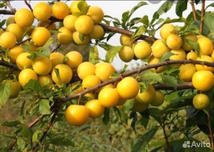 Слива жёлтая