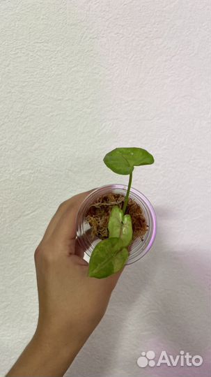 Сингониумы разные