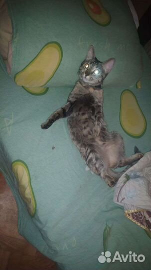 Отдам кошку в добрые руки