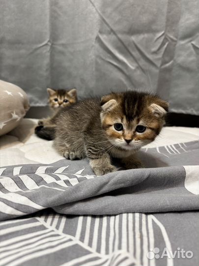 Шотландская шиншилла