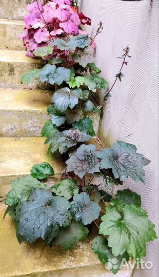 Гейхера в горшке