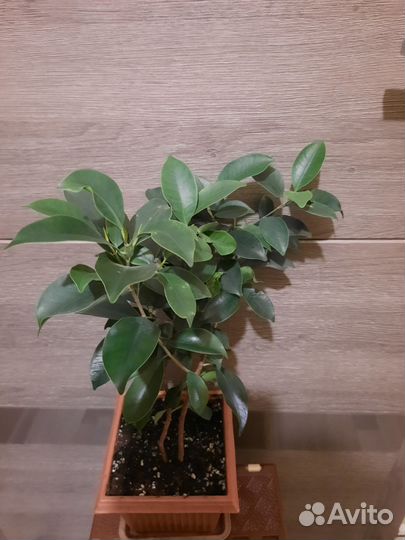Фикус бенджамина большой
