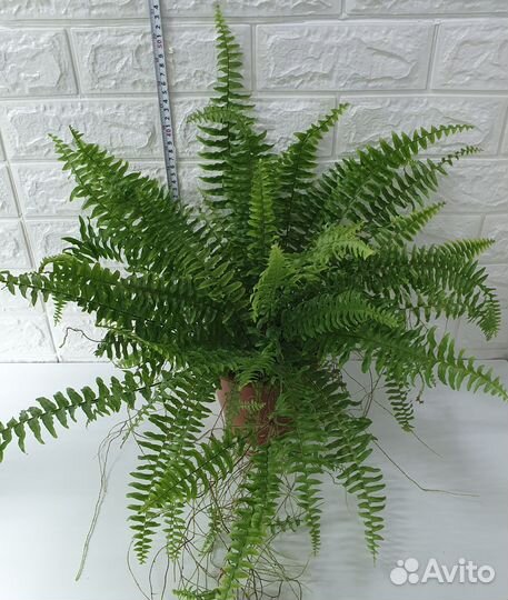 Папоротник нефролепис