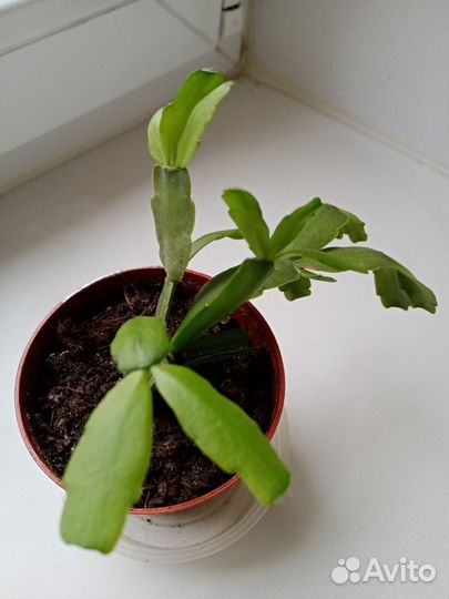 Шлюмбергера (декабрист)