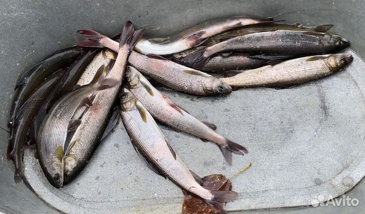 Живая Рыба Хариус (доставка )