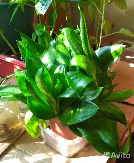 Сансевиерия