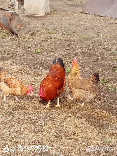 Петушки и курочки цыплята кучинской