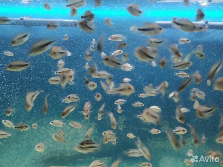 Рыбки вьеха