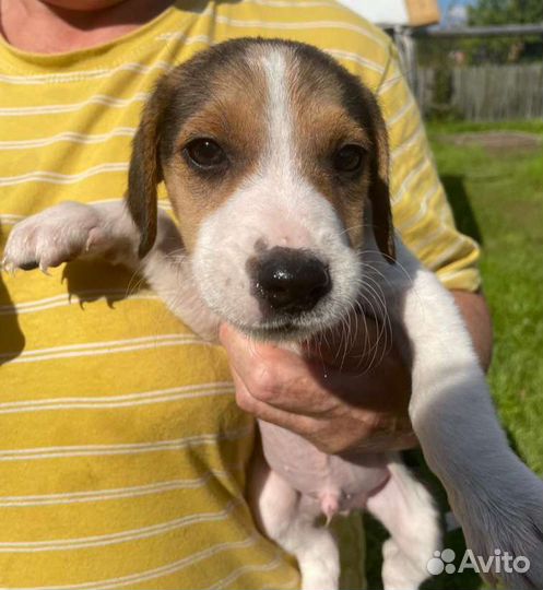 Щенки русской пегой гончей