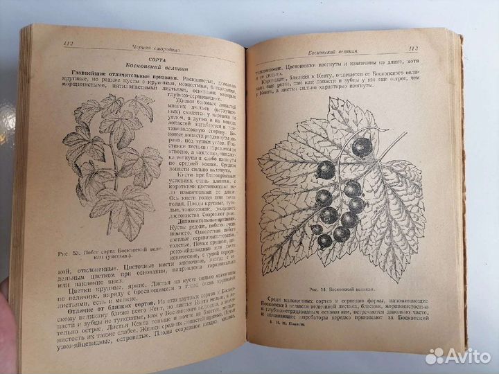Руководство по апробации ягодных культур
