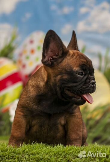 Бульдожата