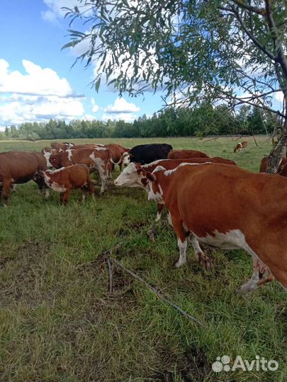 Коровы бычки Телята