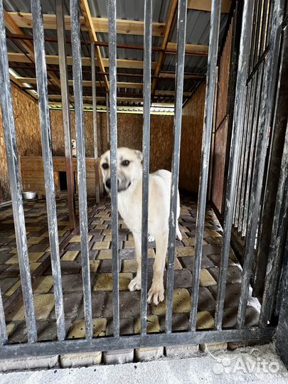 Собака в добрые руки щенок мальчик