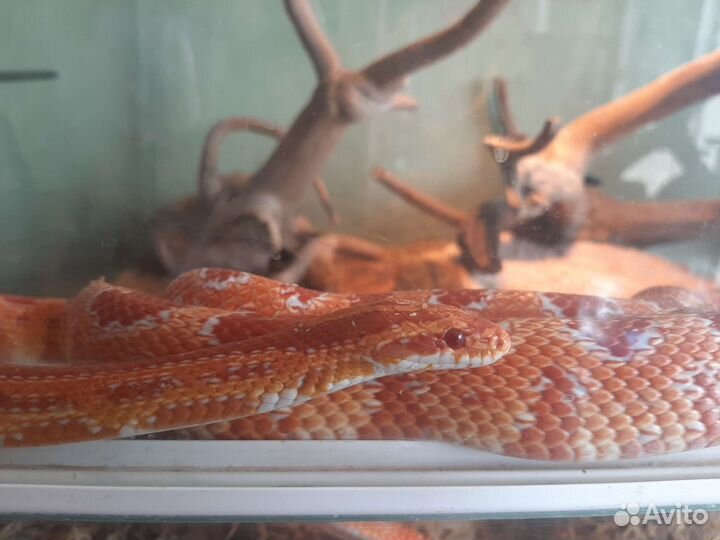 Передержка рептилий