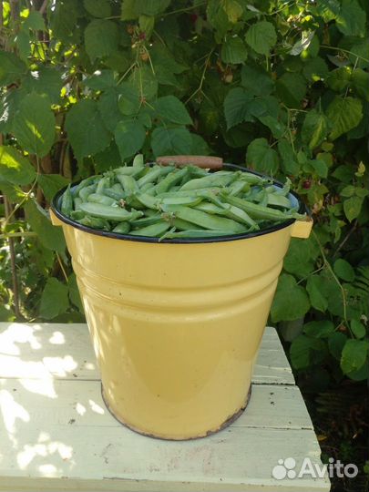 Стручки гороха