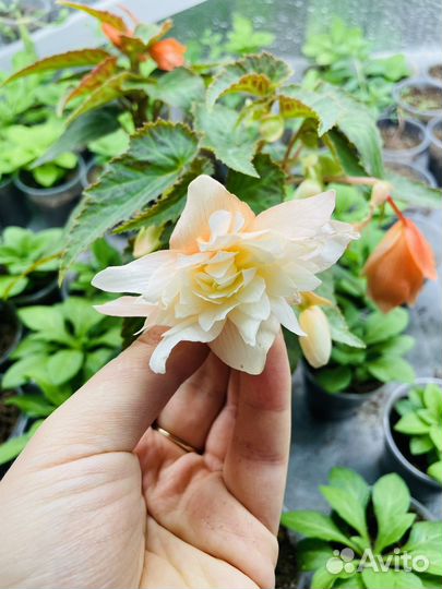 Бегония беллекония ампельная