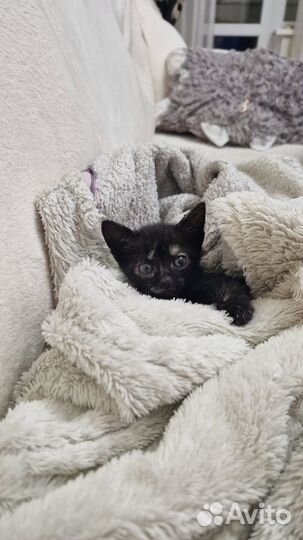 Отдам в добрые руки