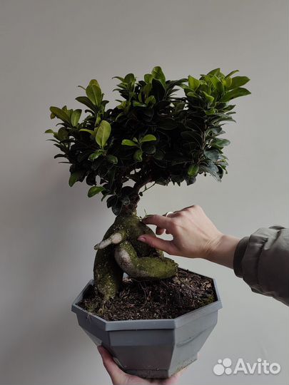 Бонсай. Фикус микрокарпа Гинсенг