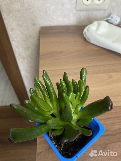 Крассула Овата Хоббит