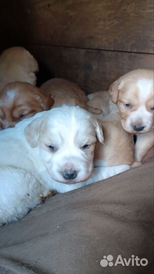 Русский спаниель