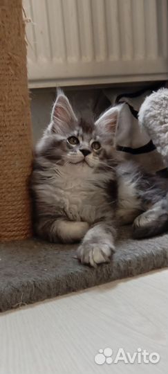 Котята мейн-кун