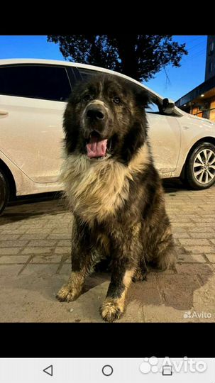 Алабай в дар