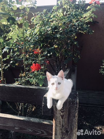 Белые котята