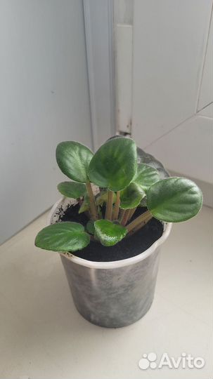 Фиалка в горшках