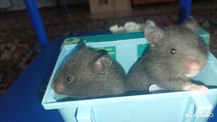 Сирийские хомячки