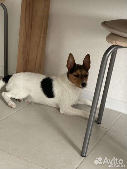 Фокс терьер