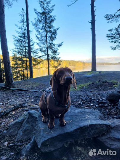 Звезда тиктока